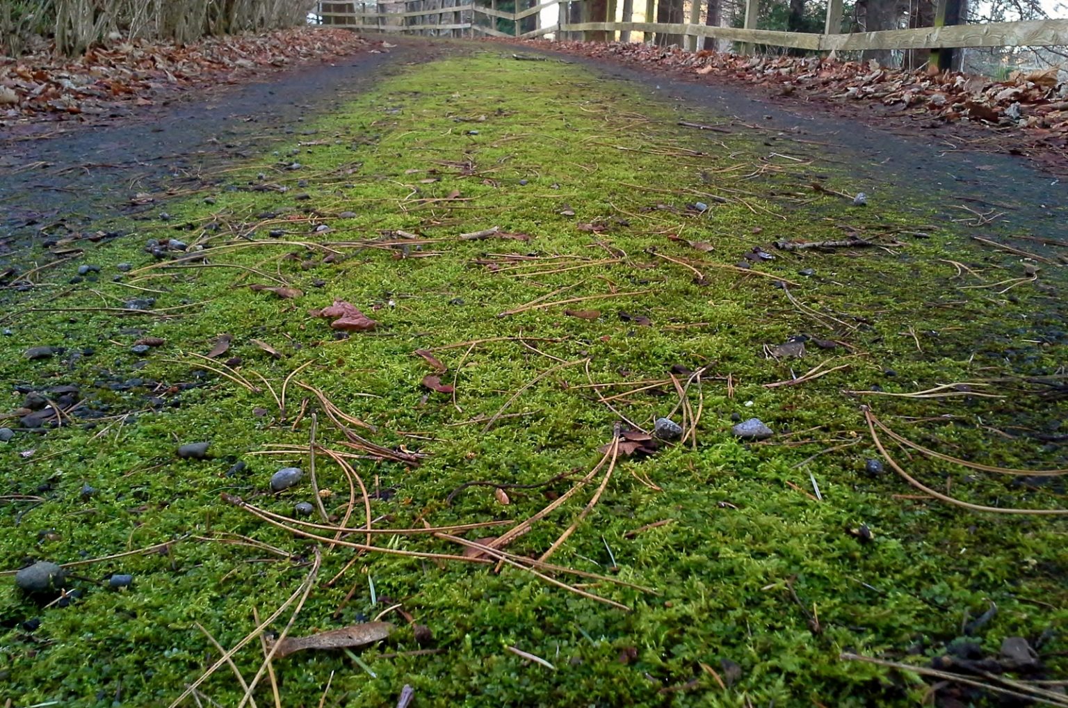 8 Ways To Kill Moss On Tarmac A Complete Guide