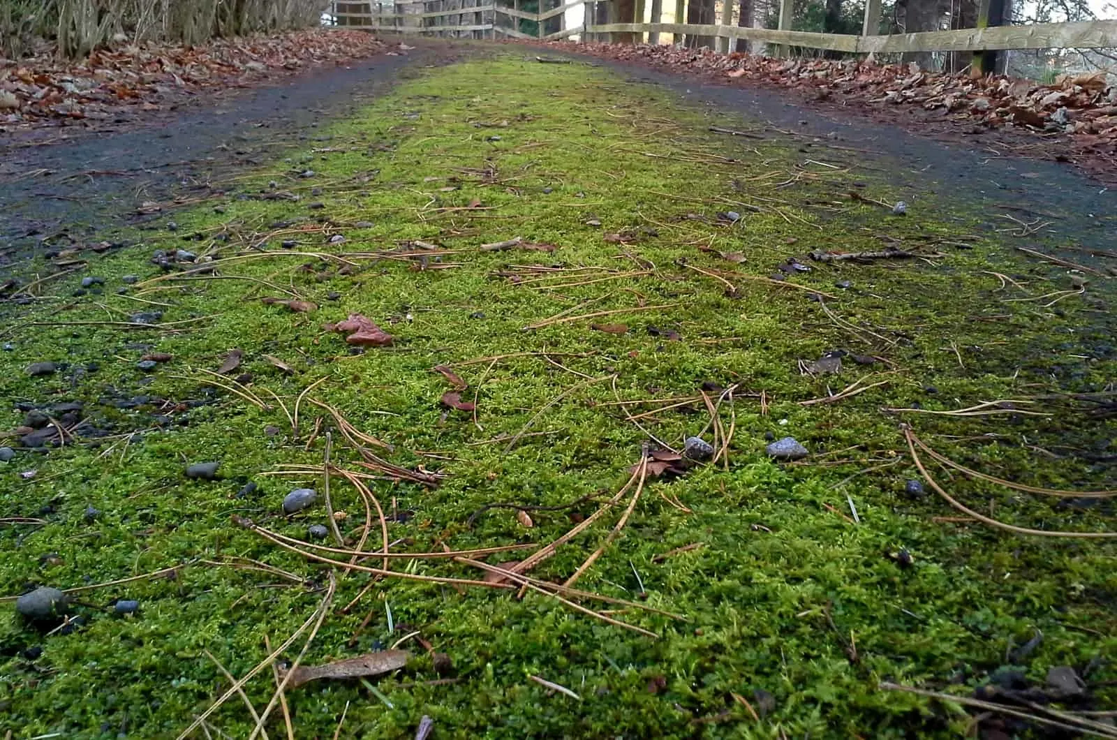 green moss on the tarmac driveway