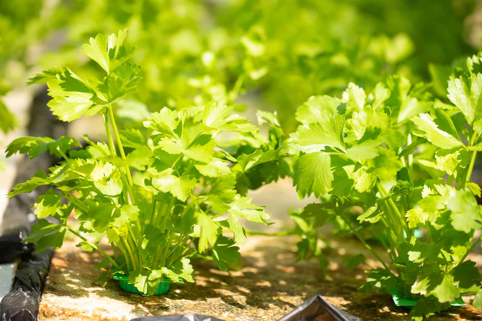 growing green cilantro in a hydroponic farm