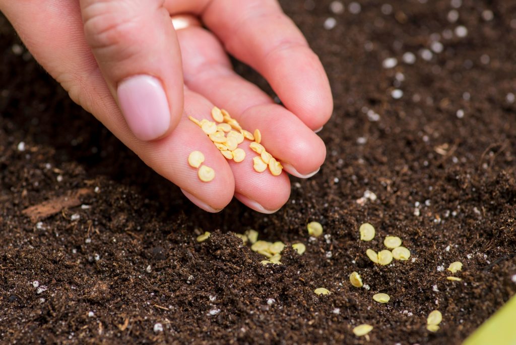 How To Grow Jalapenos In Pots Best Tips And Care Guide