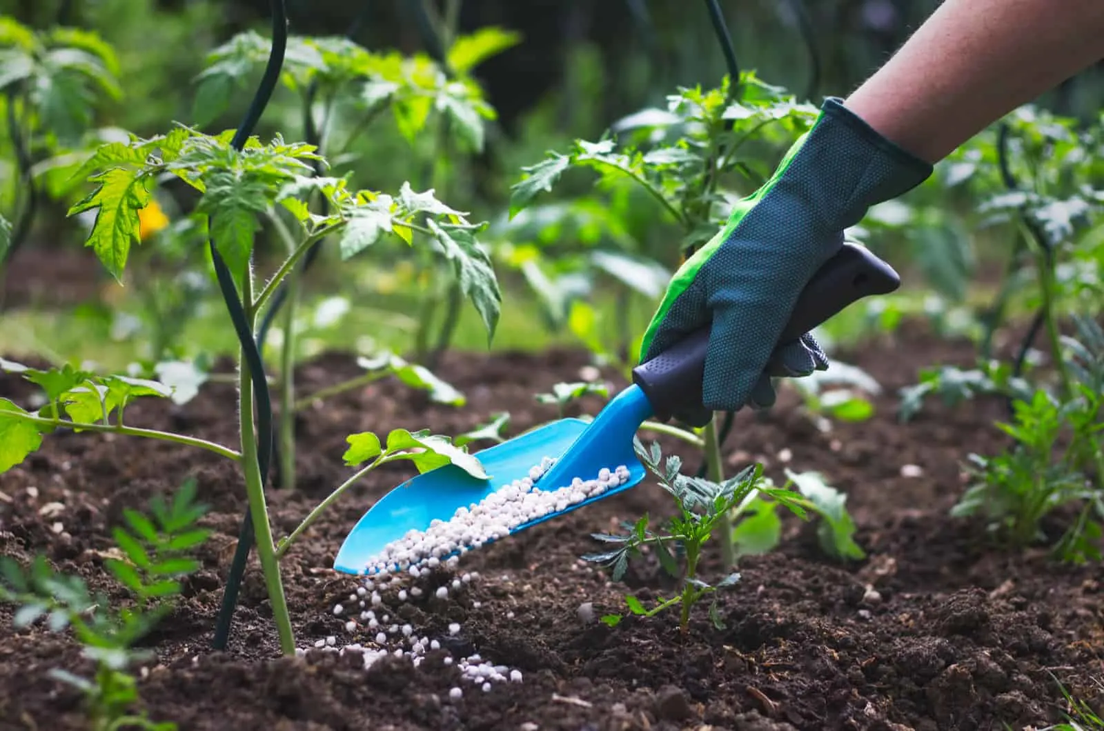 hand applying Fertilizer in garden