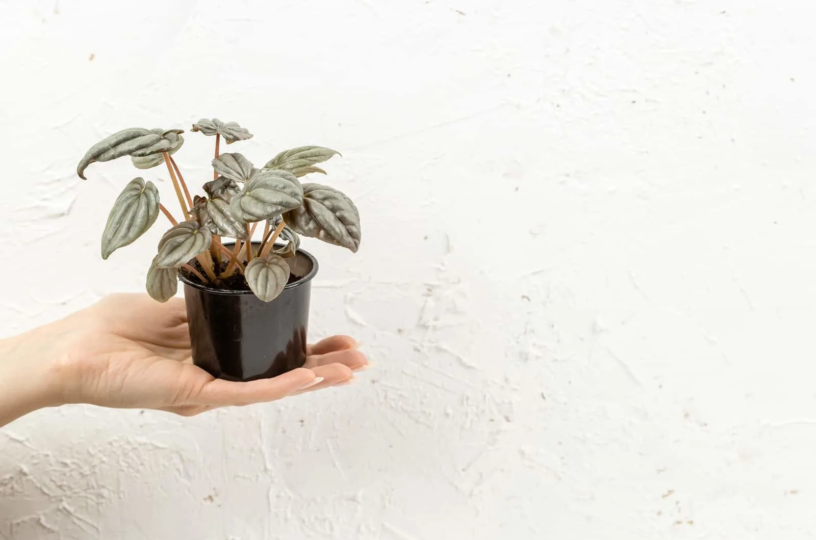 hand holding a pot with small Peperomia Frost