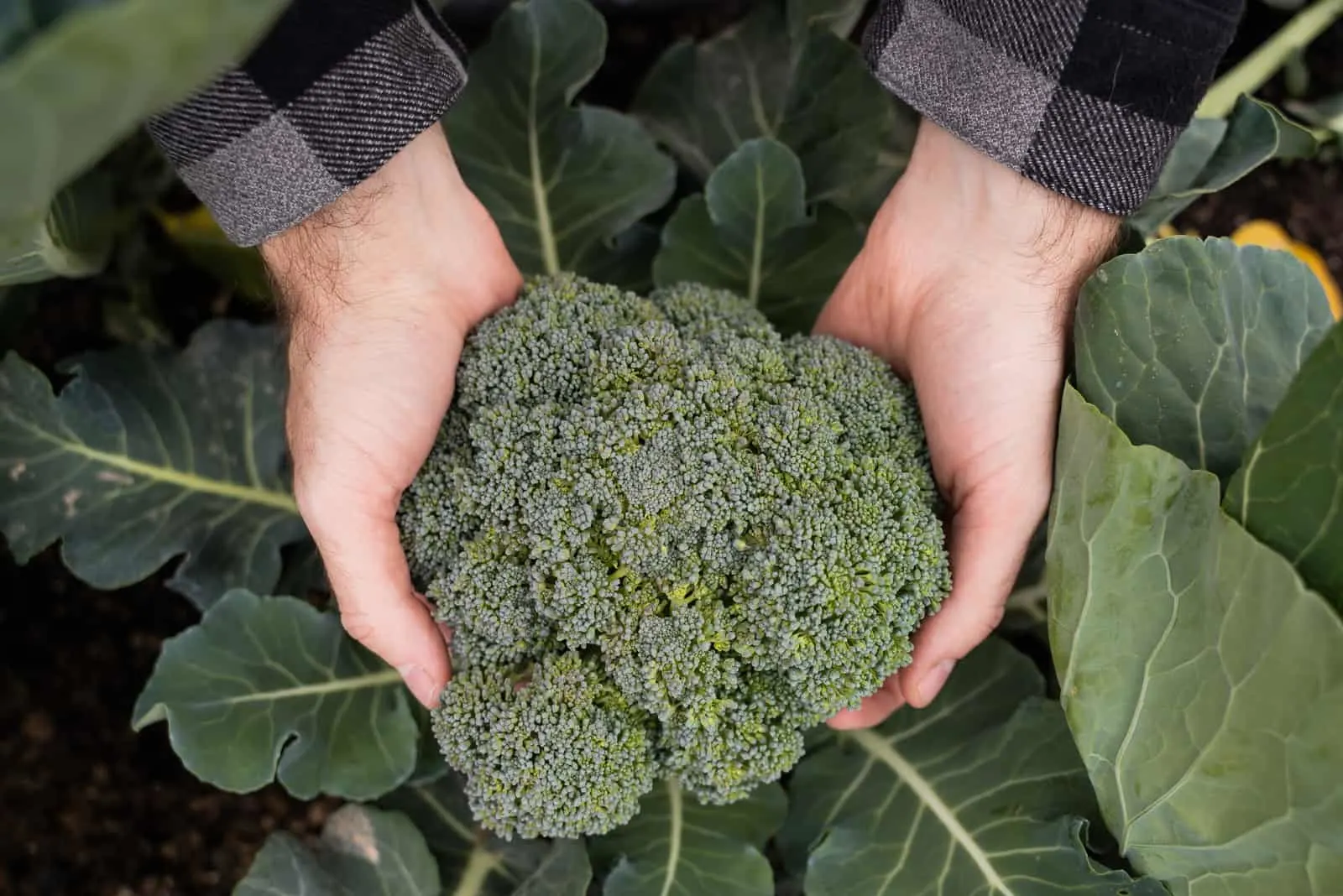 hands holding Broccoli 