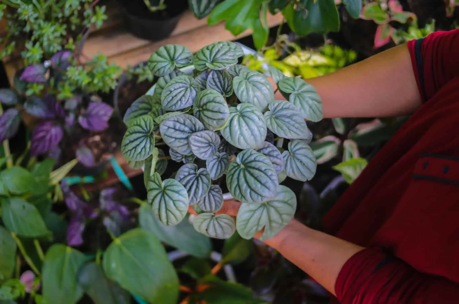 hands holding Peperomia Caperata in pot