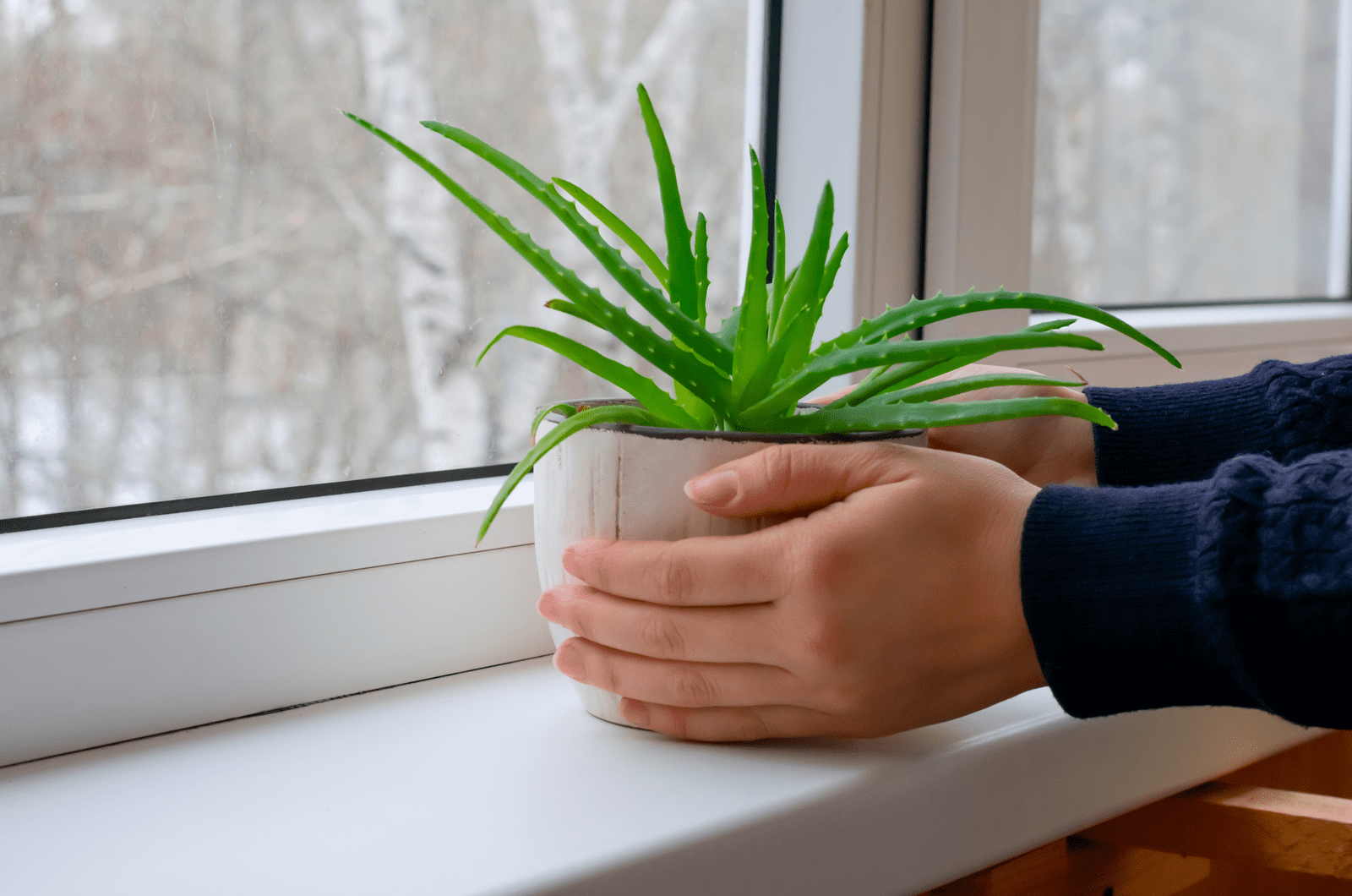hands putting aloe plant by window