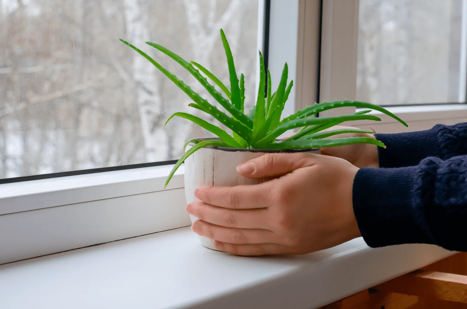 What Does an Overwatered Aloe Plant Look Like?