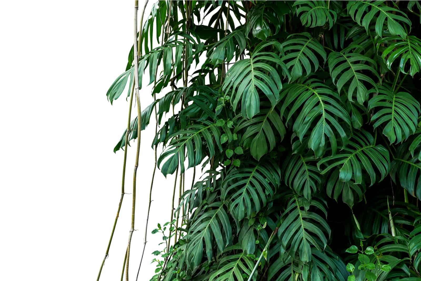  liana plant growing in wild climbing on jungle tree