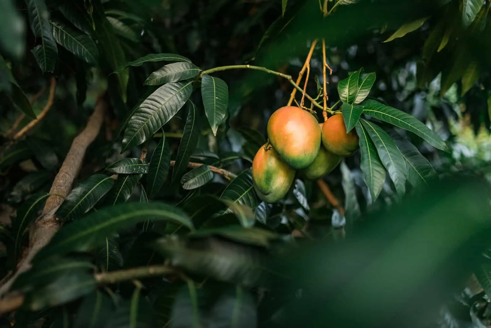 mango tree with fruit