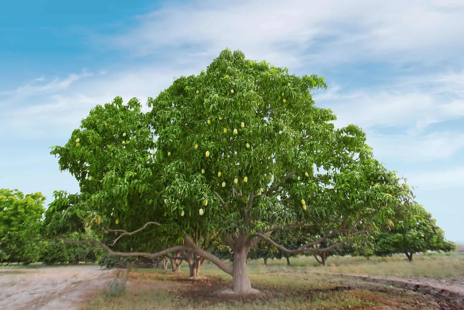 evergreen mango tree