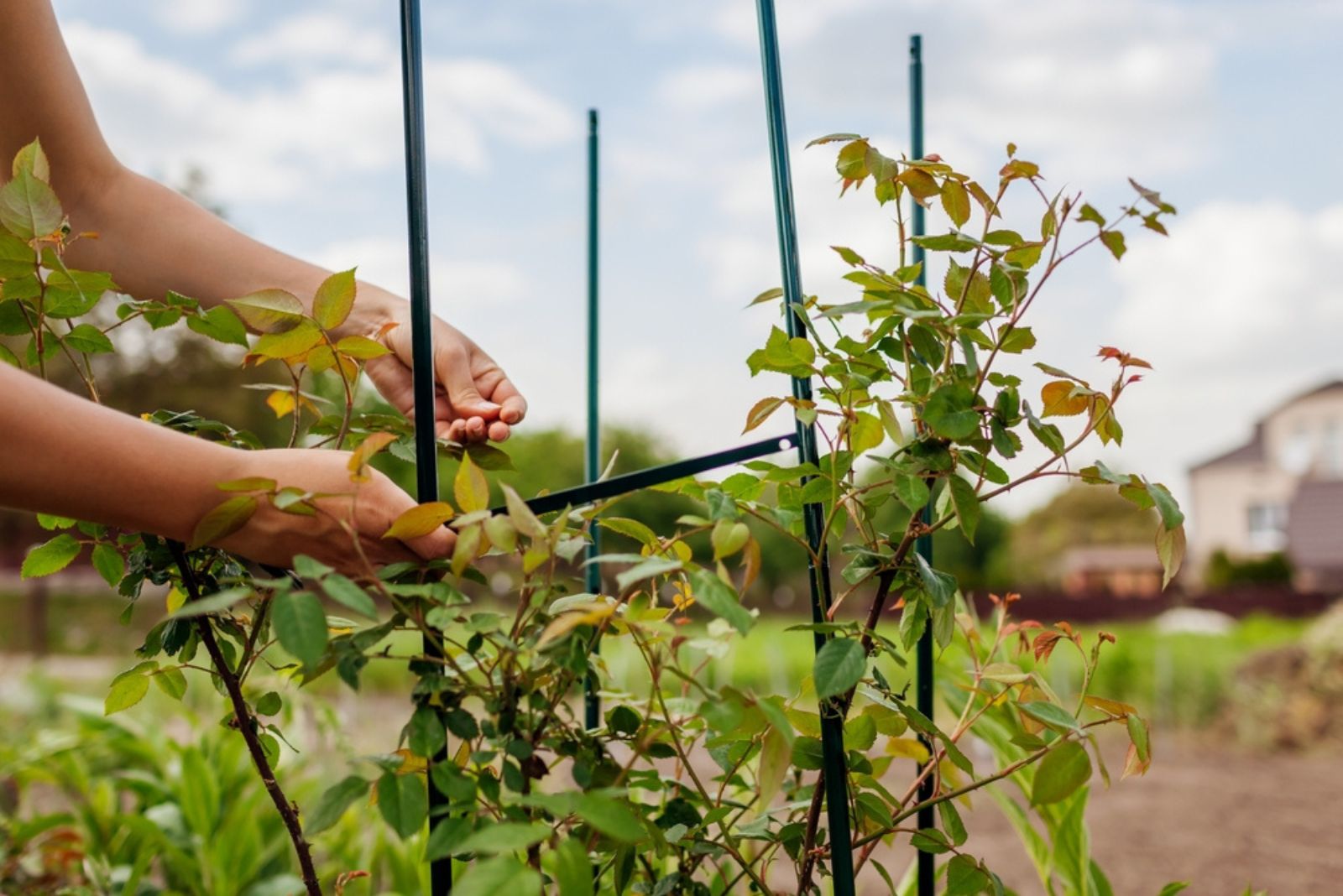 metal trellis