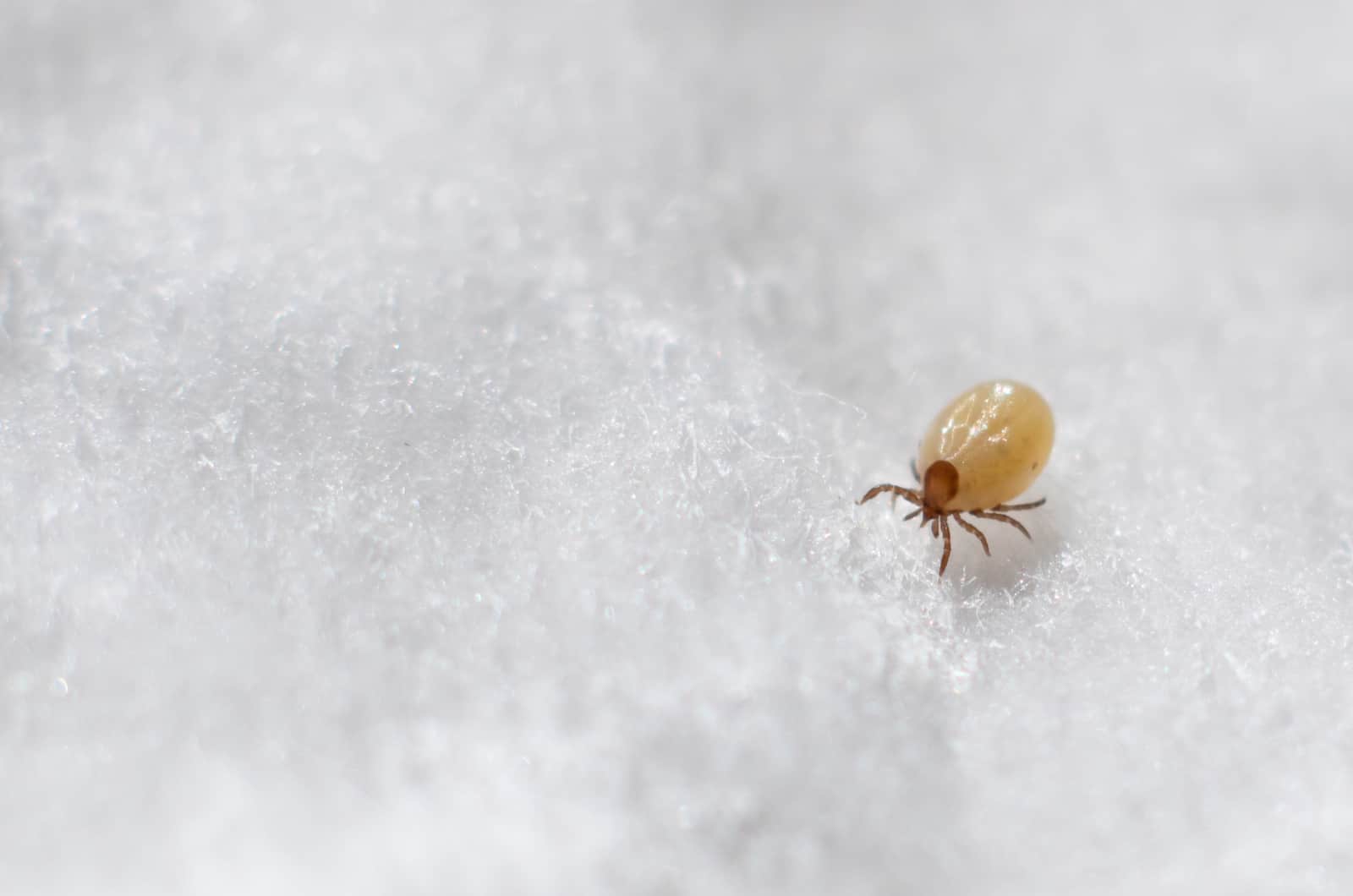 mites on white surface