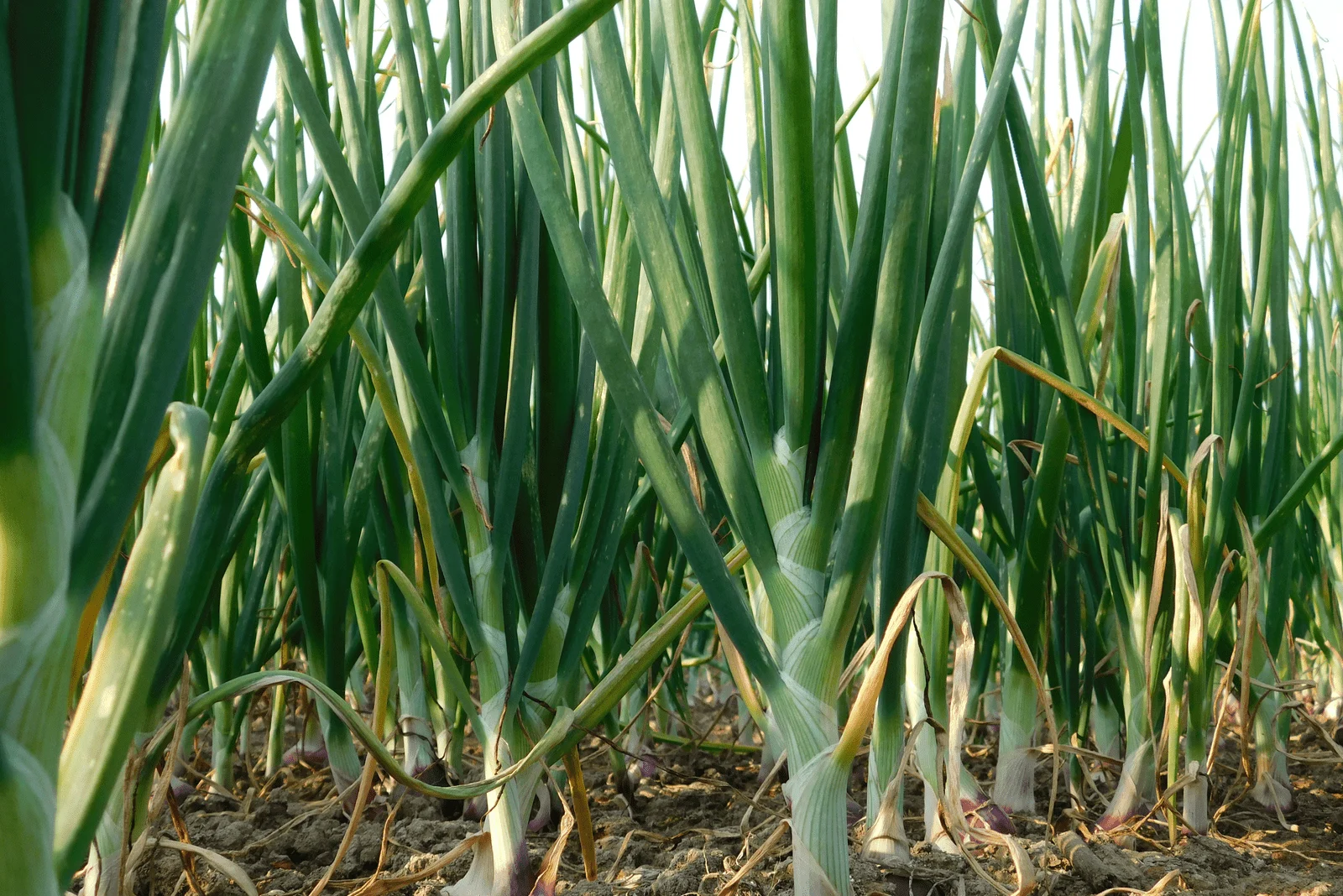 onion plantation with green feathers