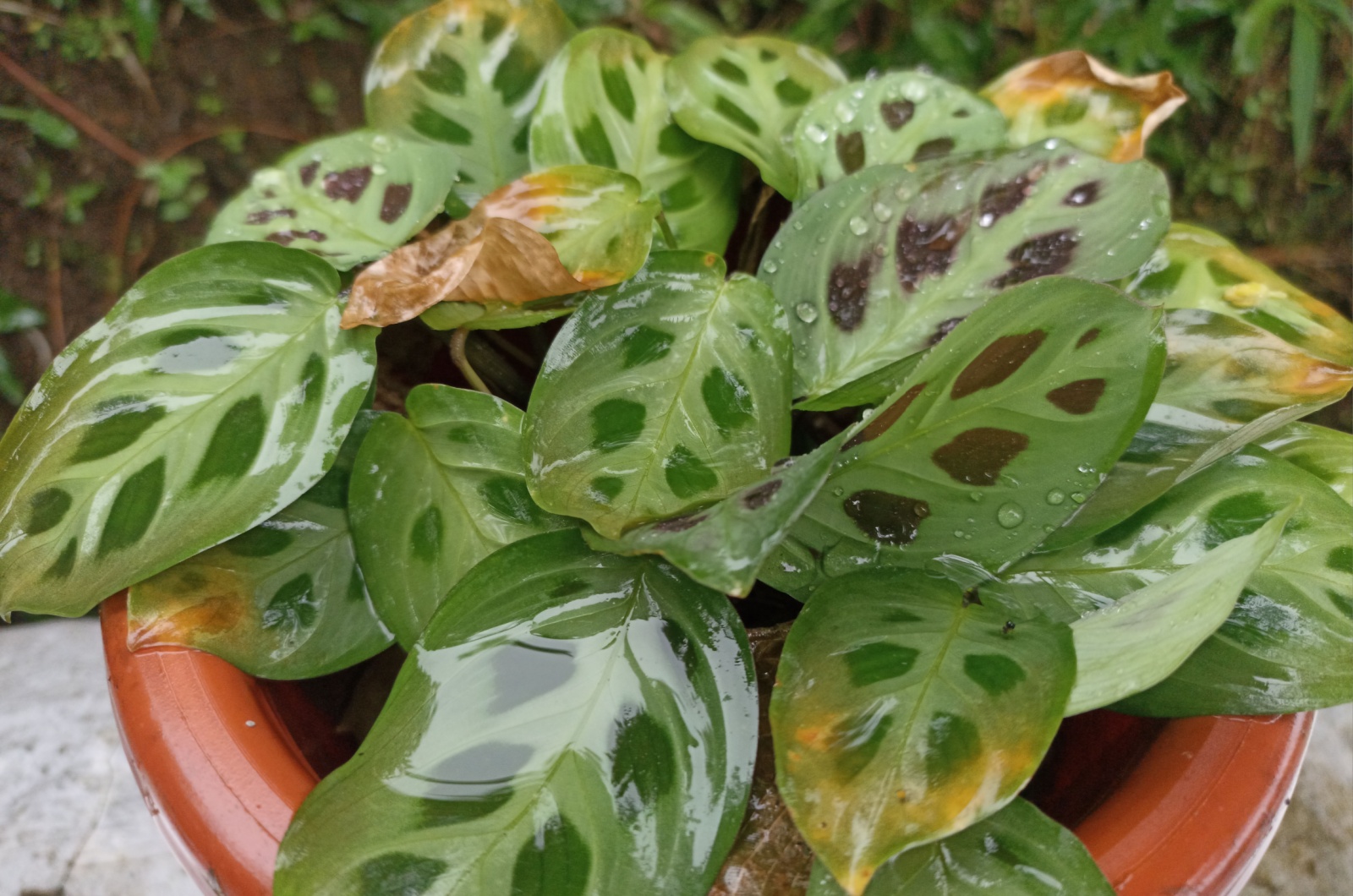 overwatering prayer plant