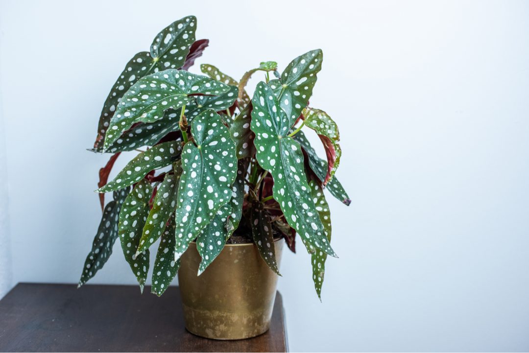 Propagating Polka Dot Plant: What Are The Best Methods?