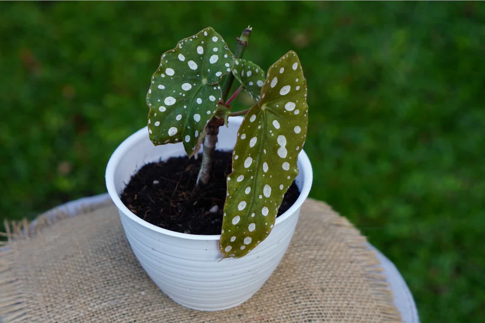 polka dot plant on the table outdoor