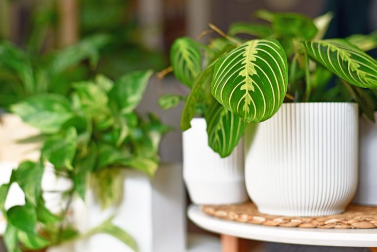 11 Reasons You May See Your Prayer Plant Drooping & How To Fix It