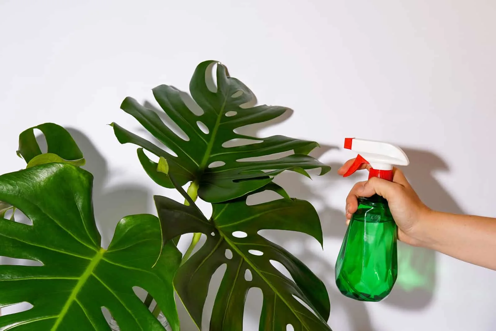 praying a plant with pure water from a spray bottle