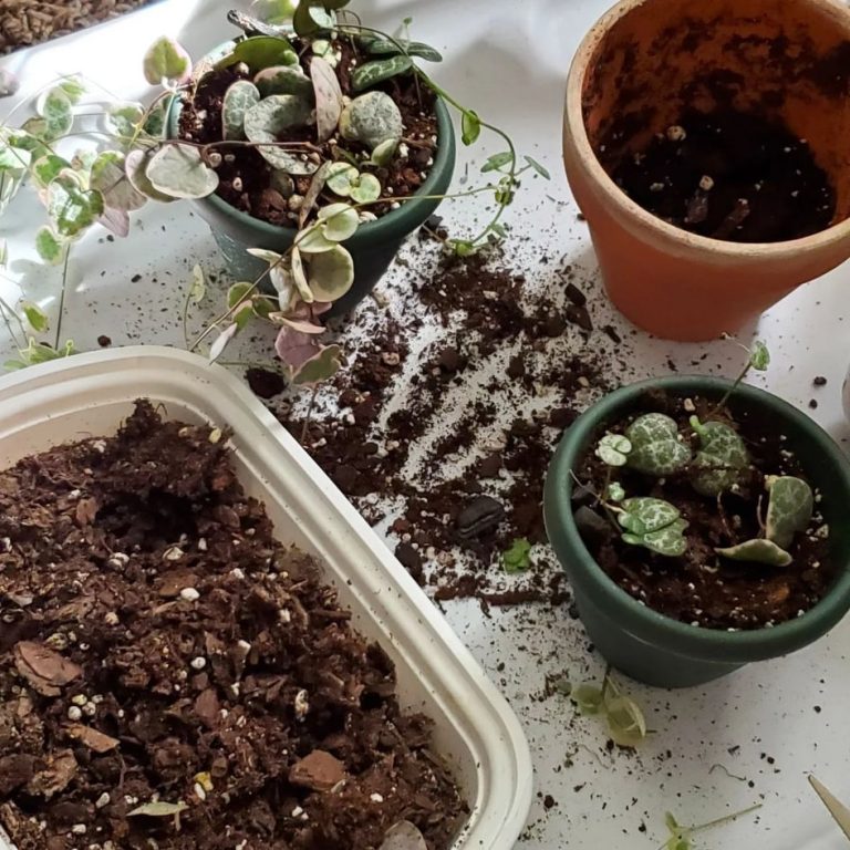 String Of Hearts Propagation A Complete Guide To All Methods