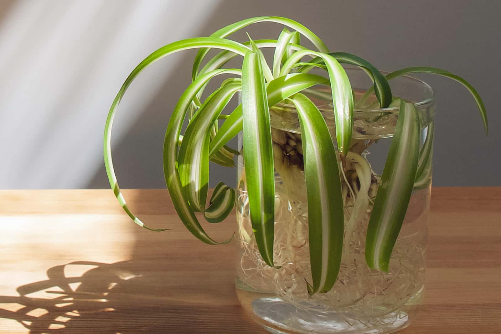 propagation of curly spider plant