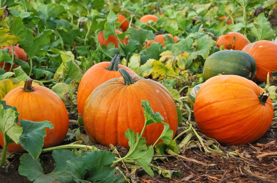 How Many Pumpkins Per Plant?