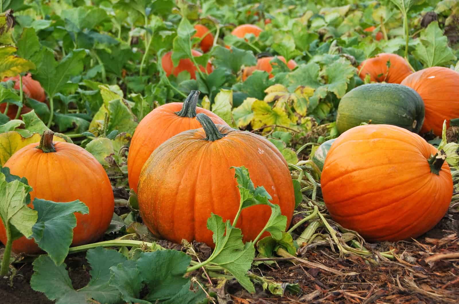 pumpkins growing in field