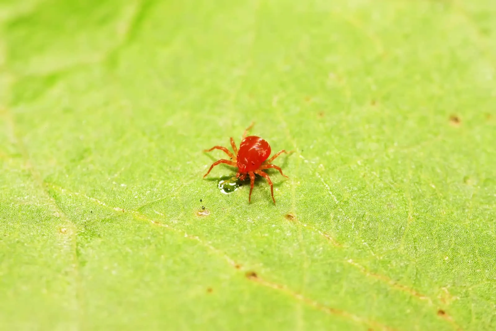 red spider mite on plant in the wild
