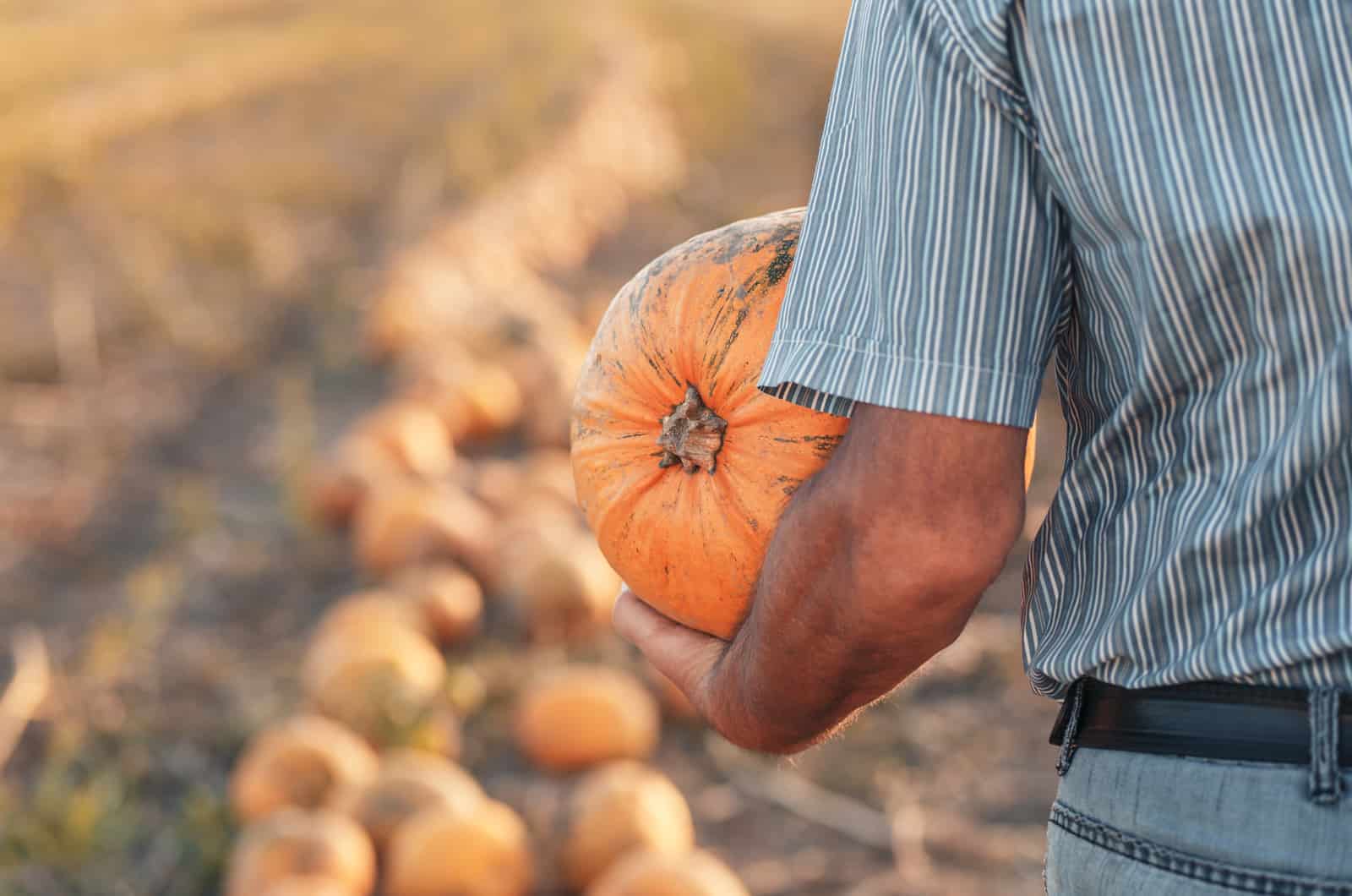 senior farmer holding big pumpkin