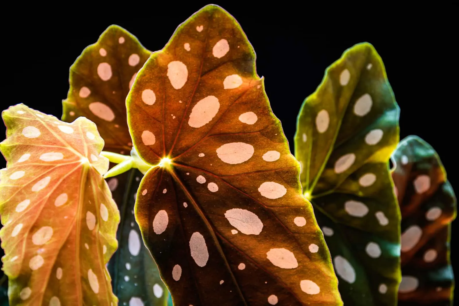 sick Begonia Maculata