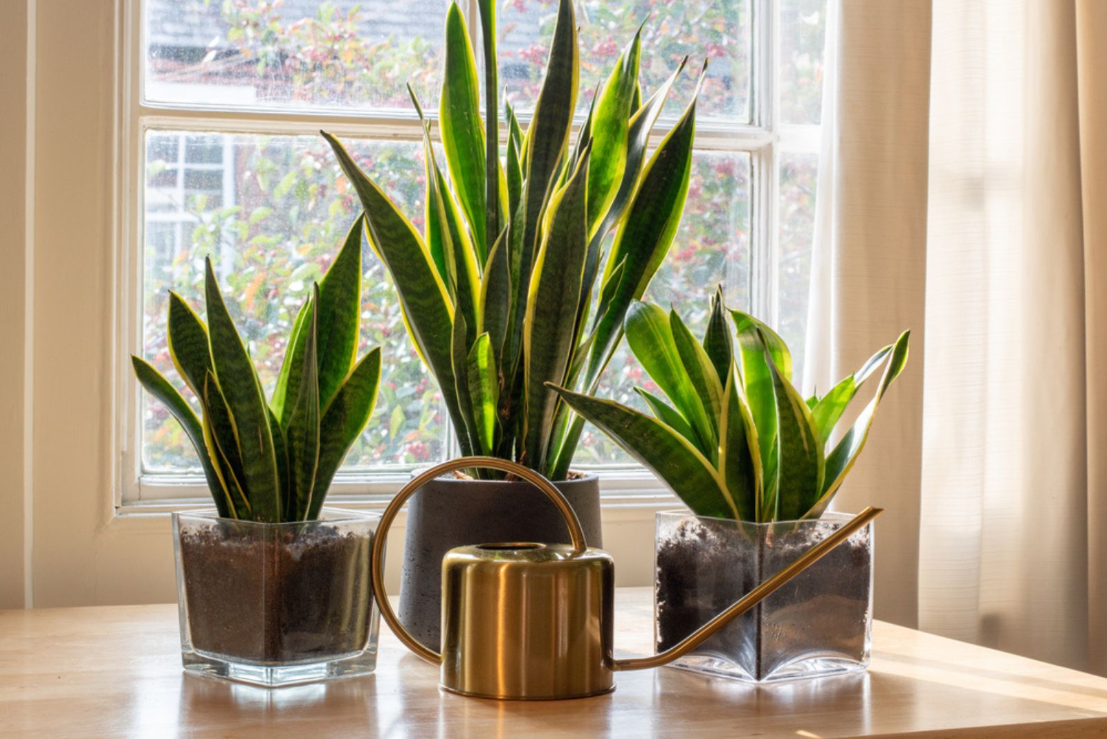 snake plant in the window of a modern home