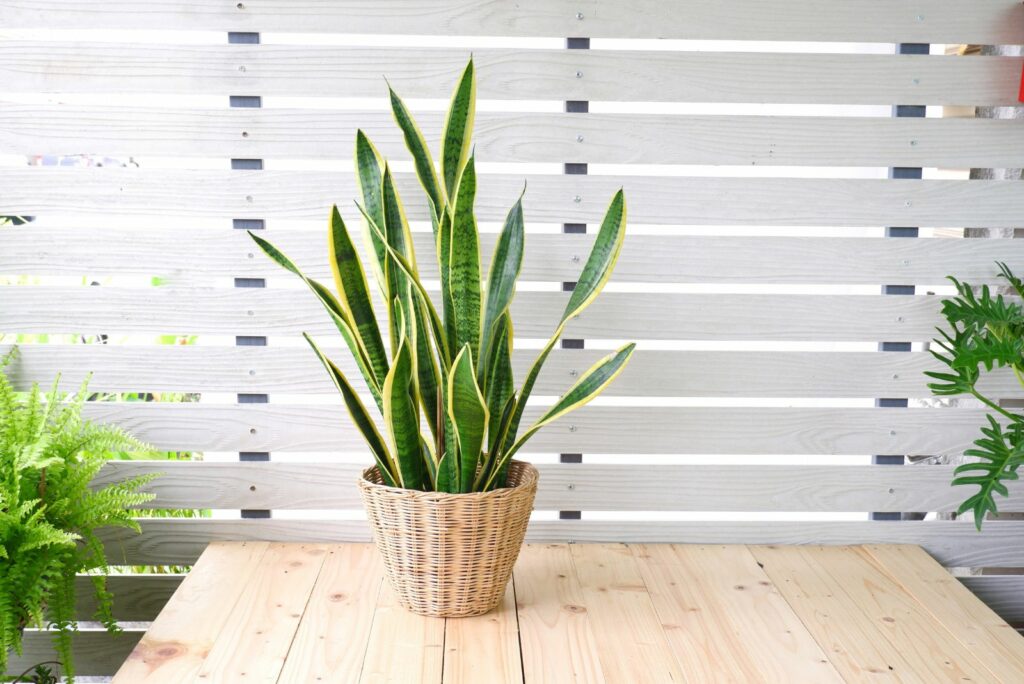 snake plant on the table by the window