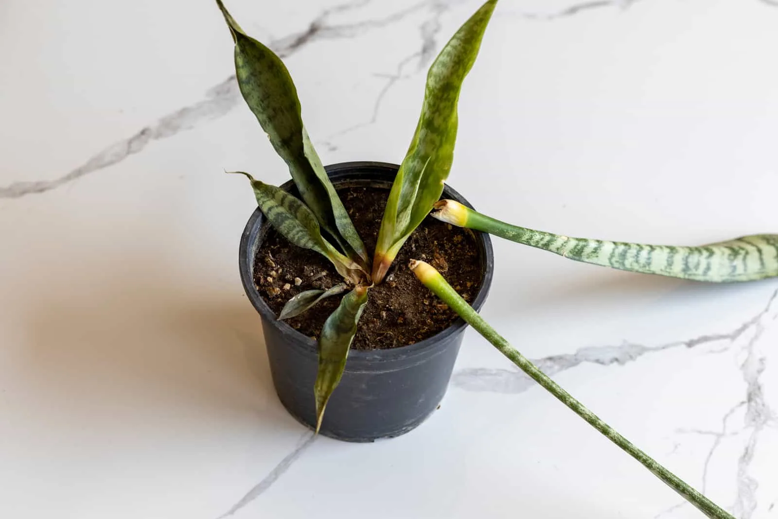 snake plant with disease in pot