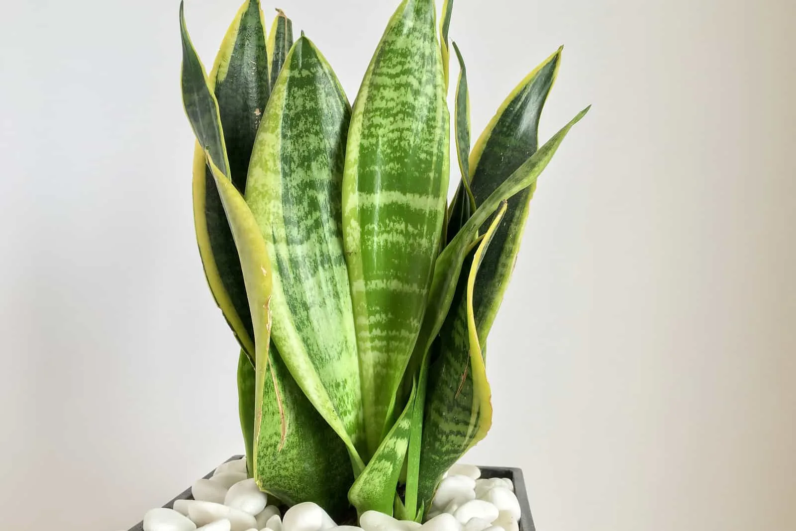 snake plant with white stones in the pot