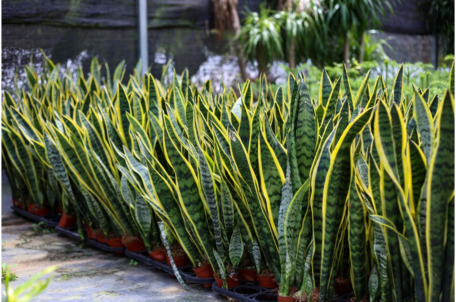 snake plants