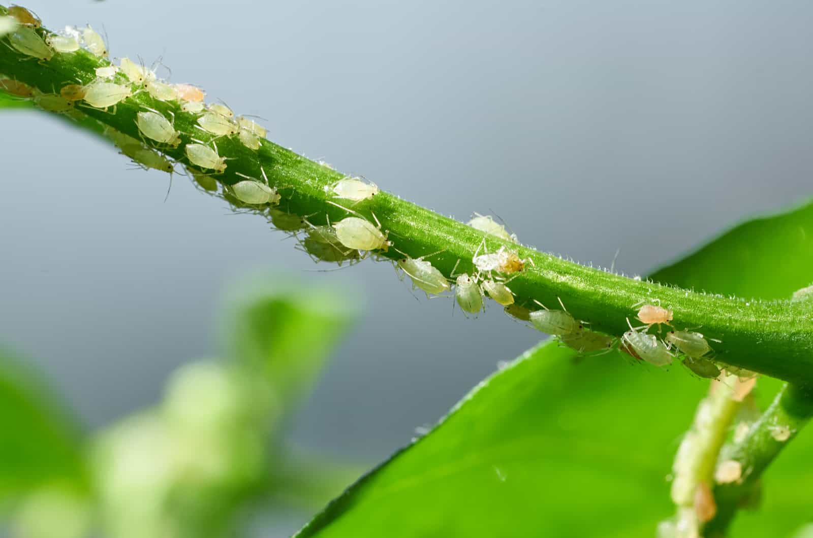 spider mites on the plant