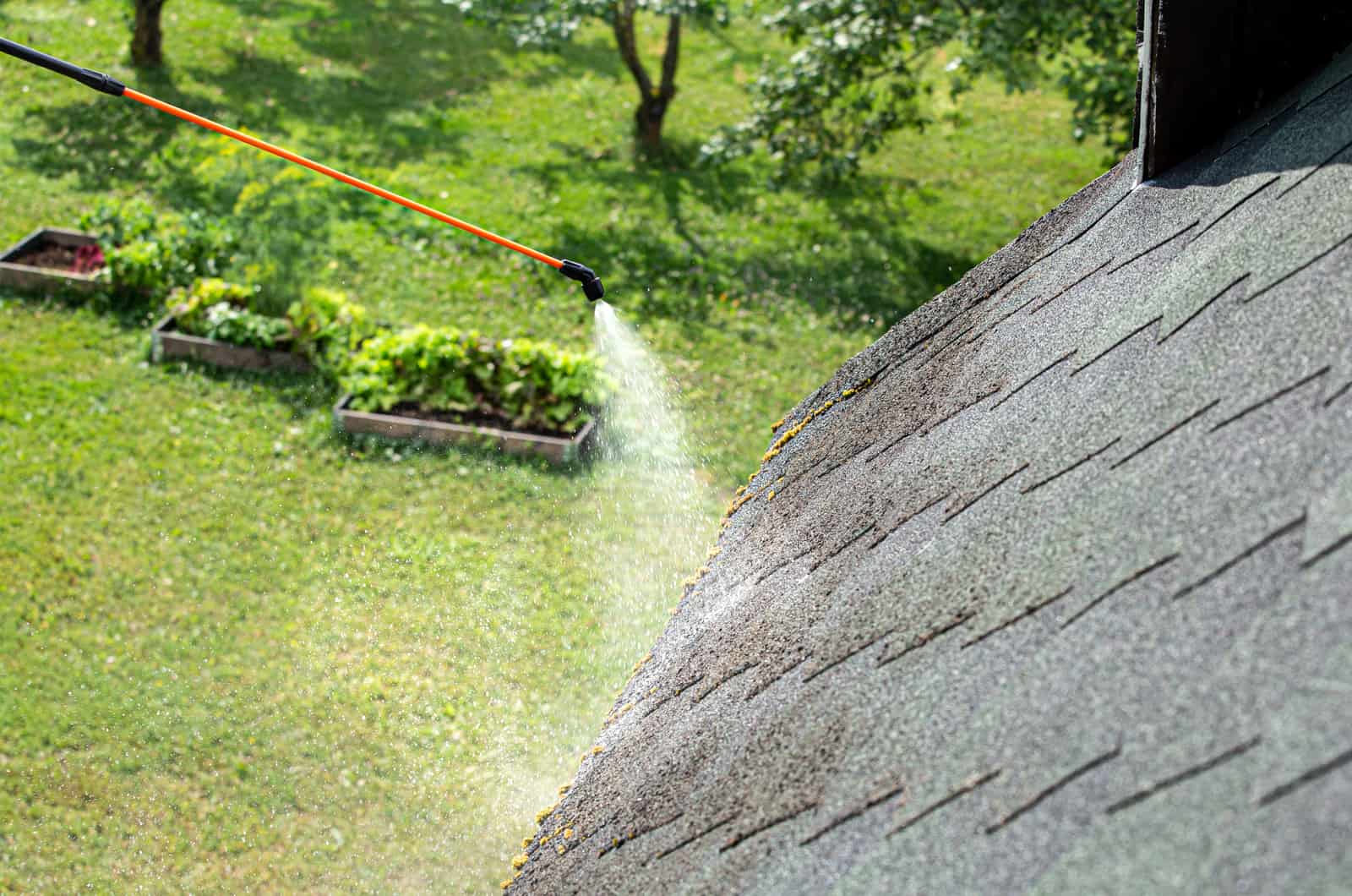 spraying the moss on the roof