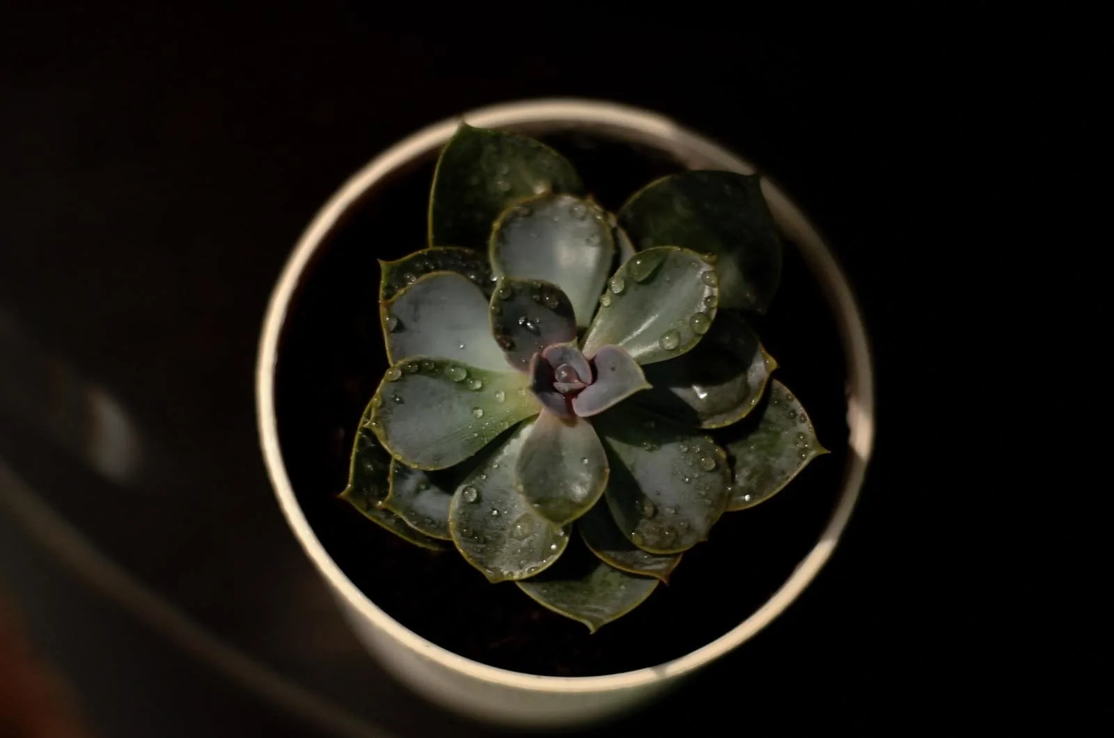 succulent plant with water drops