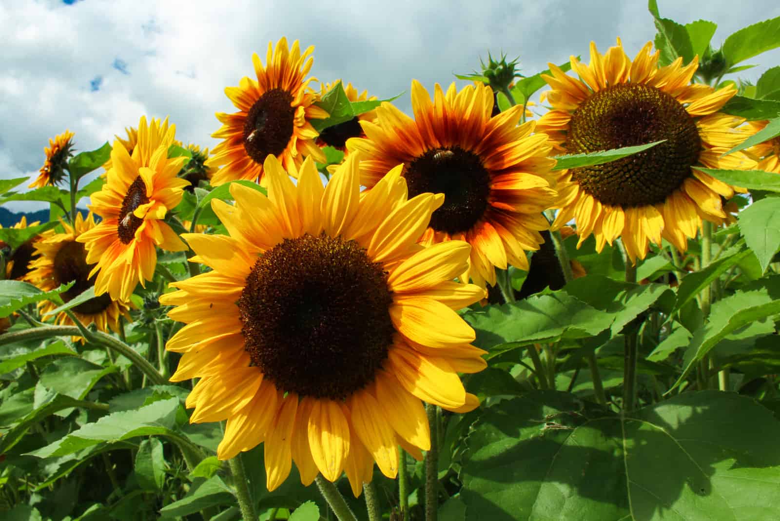 sunflowers in field