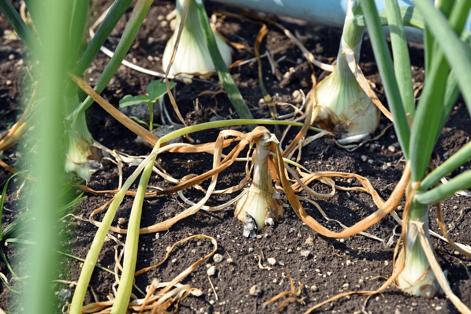 the onion dries while still in the ground