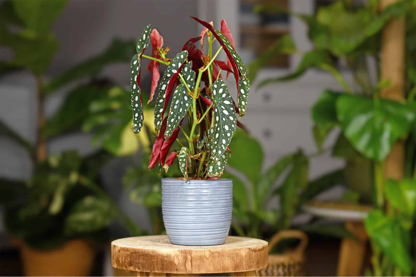 the polka dot plant in pot on wooden plant stand