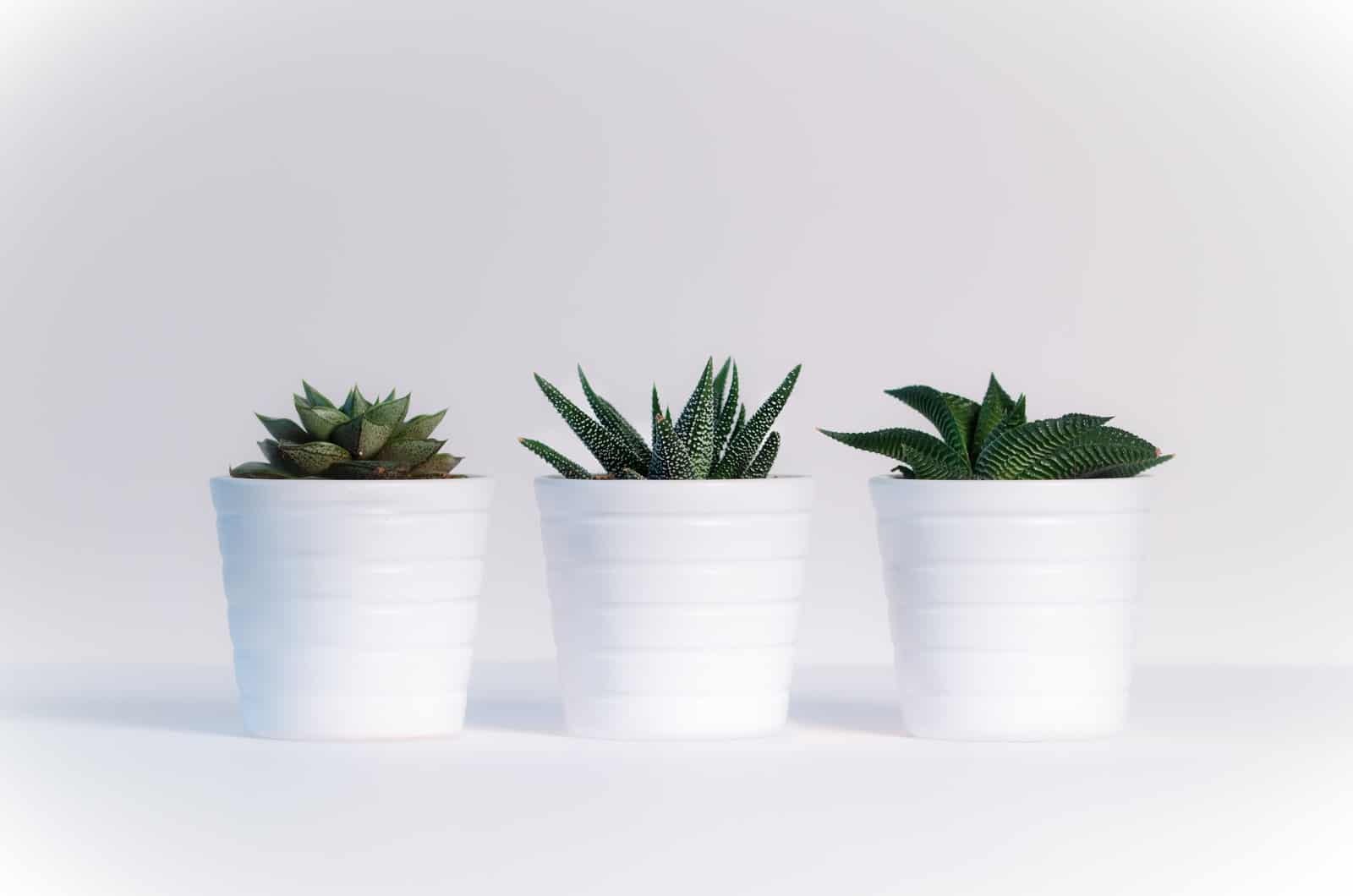 three succulent plants