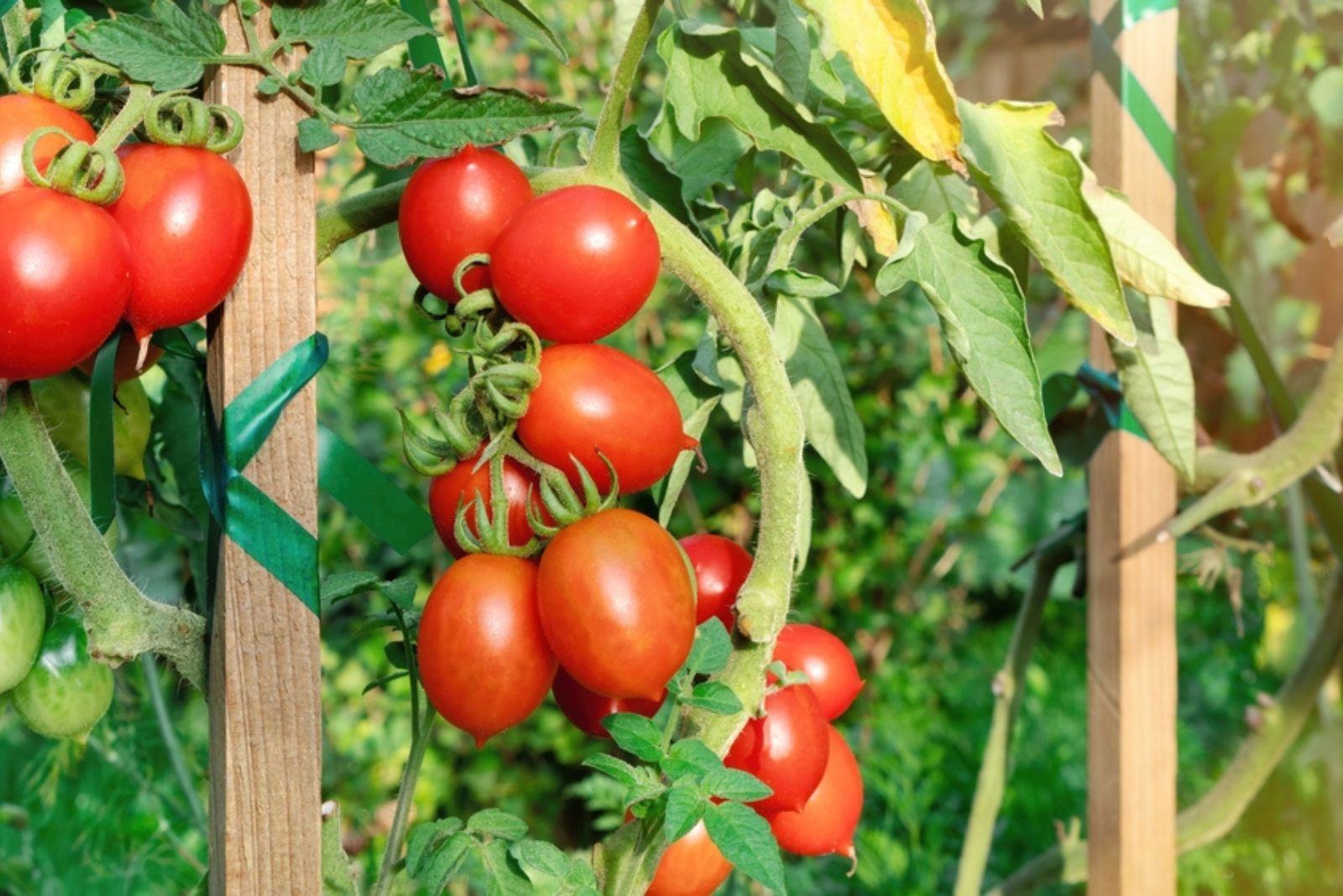 tomato tied to a wooden stakes