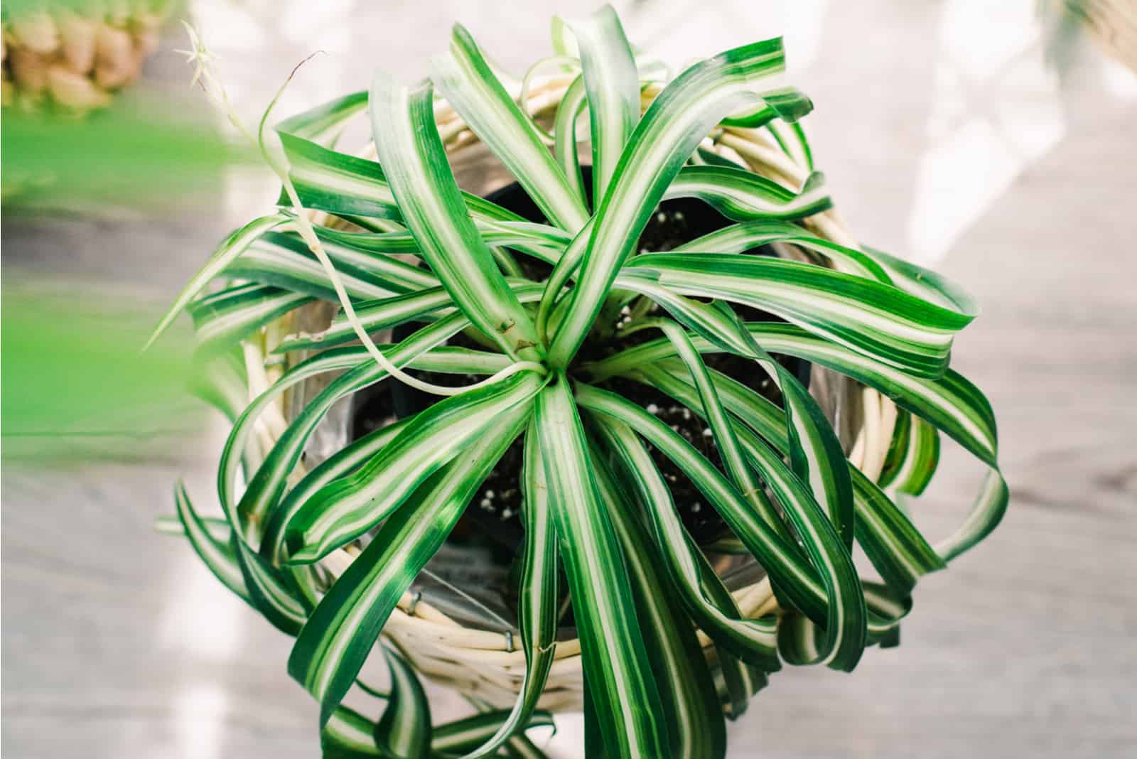 top view of spider plant