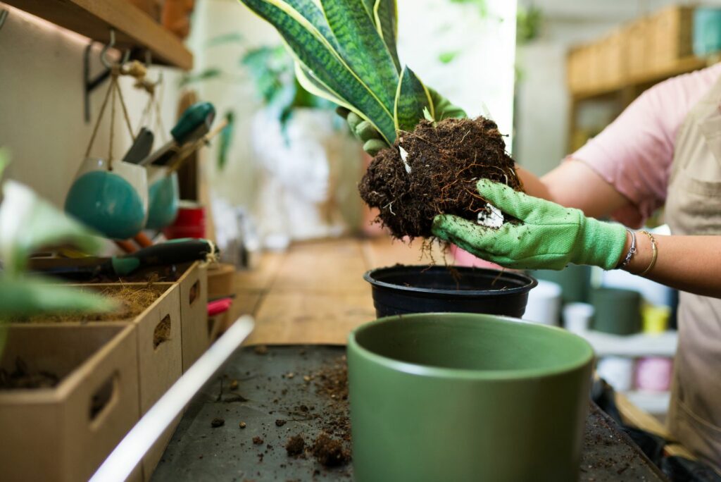 transplanting a snake plant into a larger pot