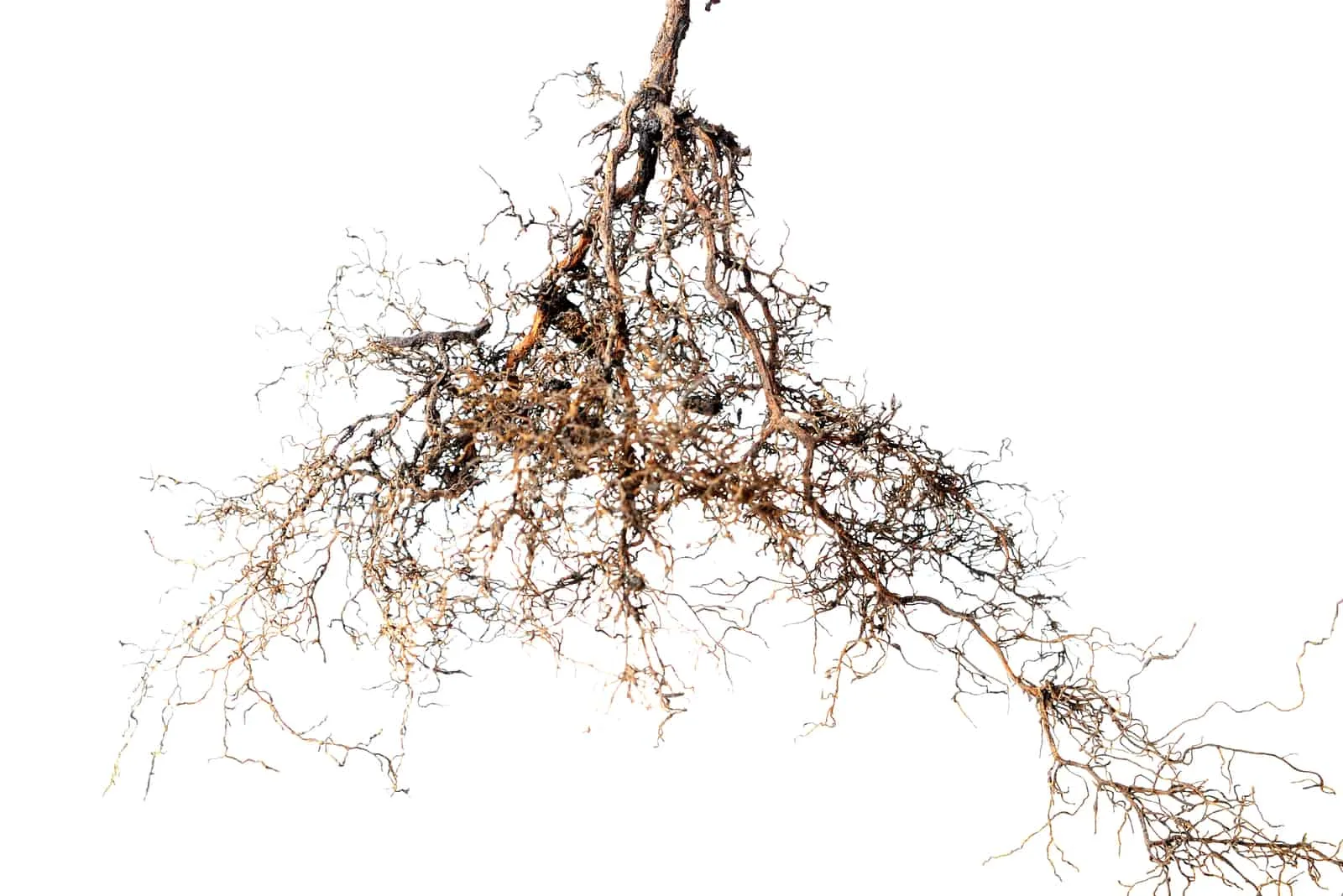 tree roots on white background