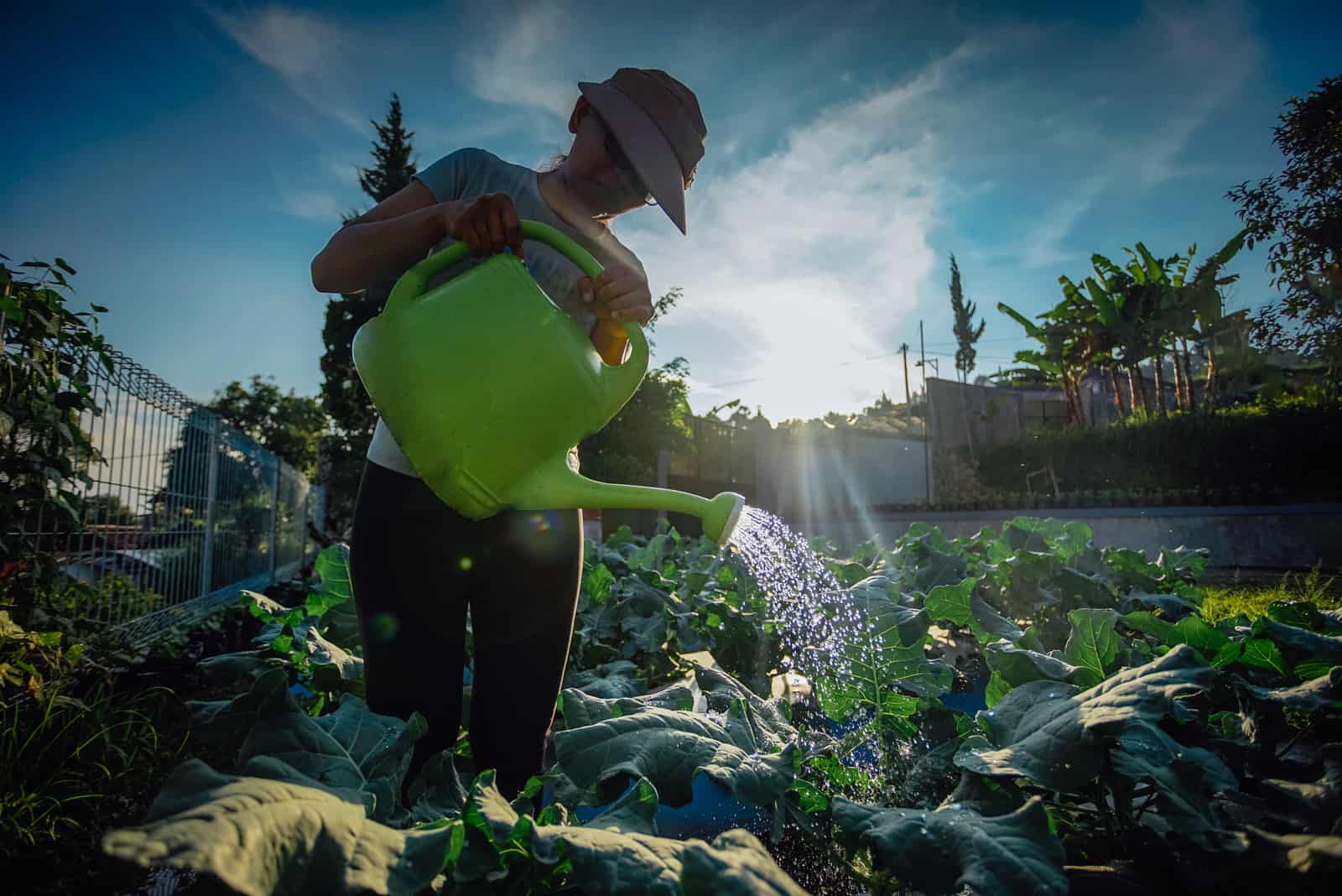 watering broccoli in garden