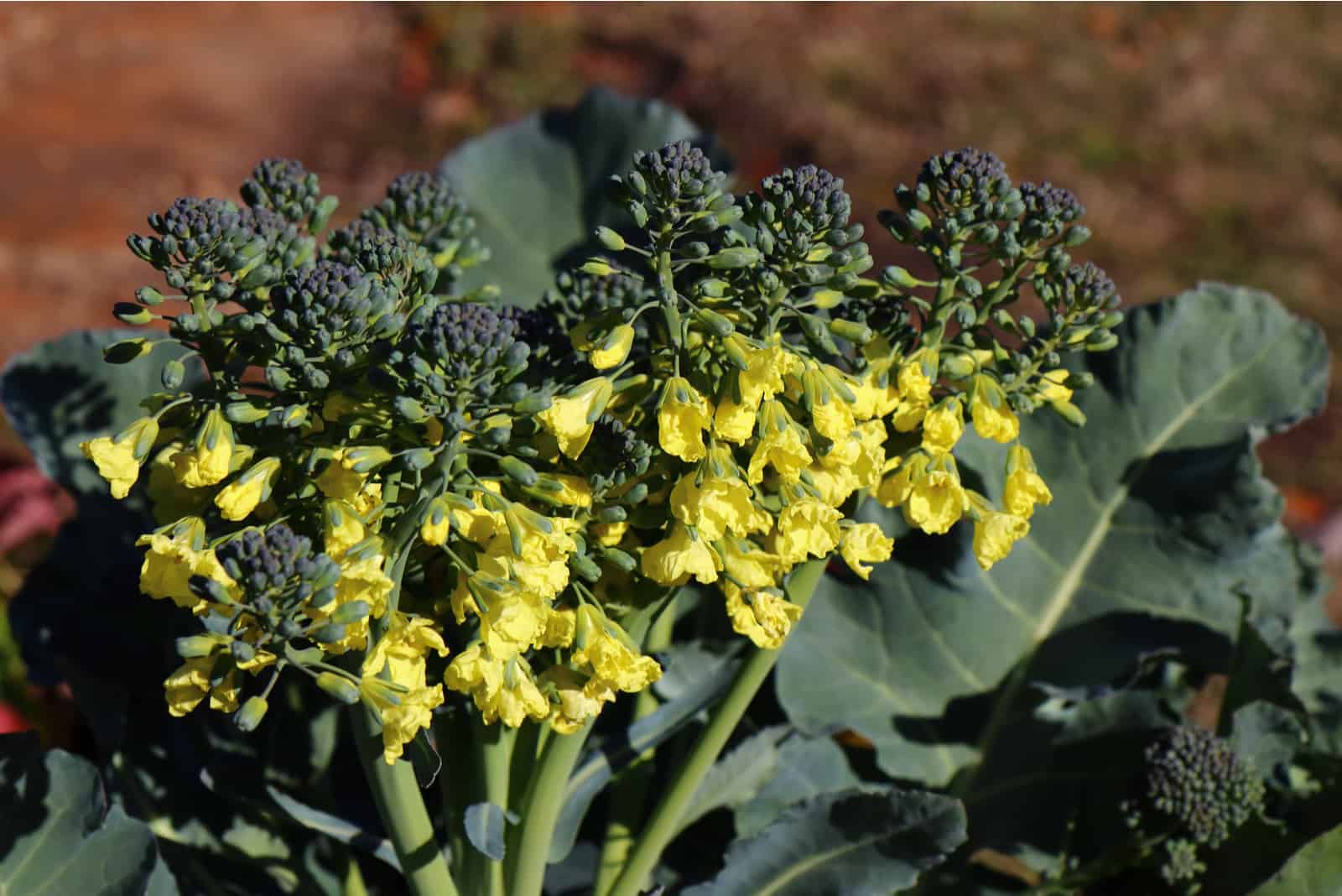 yellow flowers blooming on broccoli