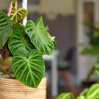 Philodendron Verrucosum in a brown pot