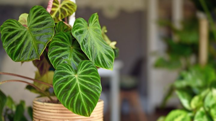 13 Philodendron Verrucosum Types That Will Blow Your Mind