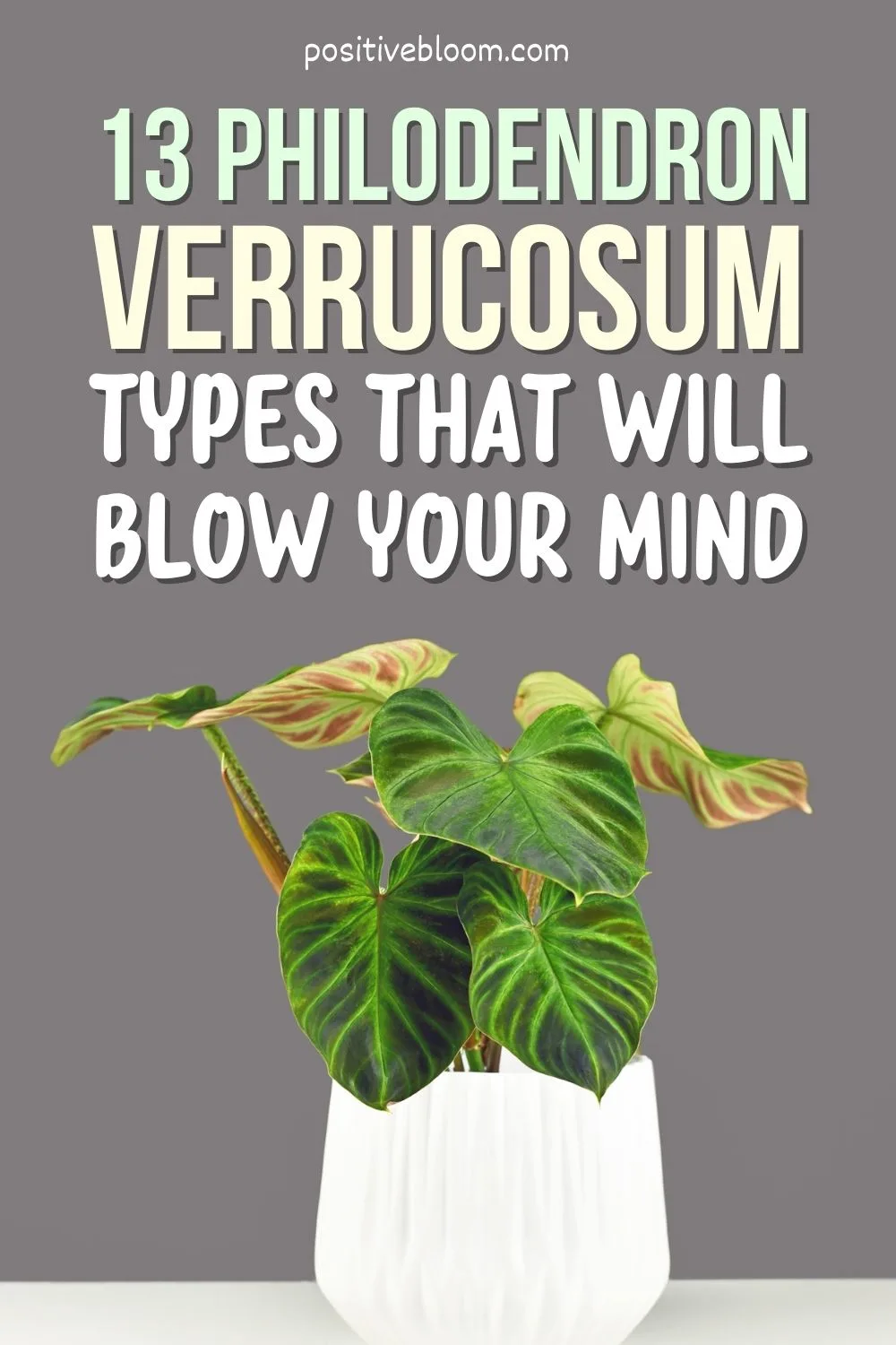 13 Philodendron Verrucosum Types That Will Blow Your Mind Pinterest