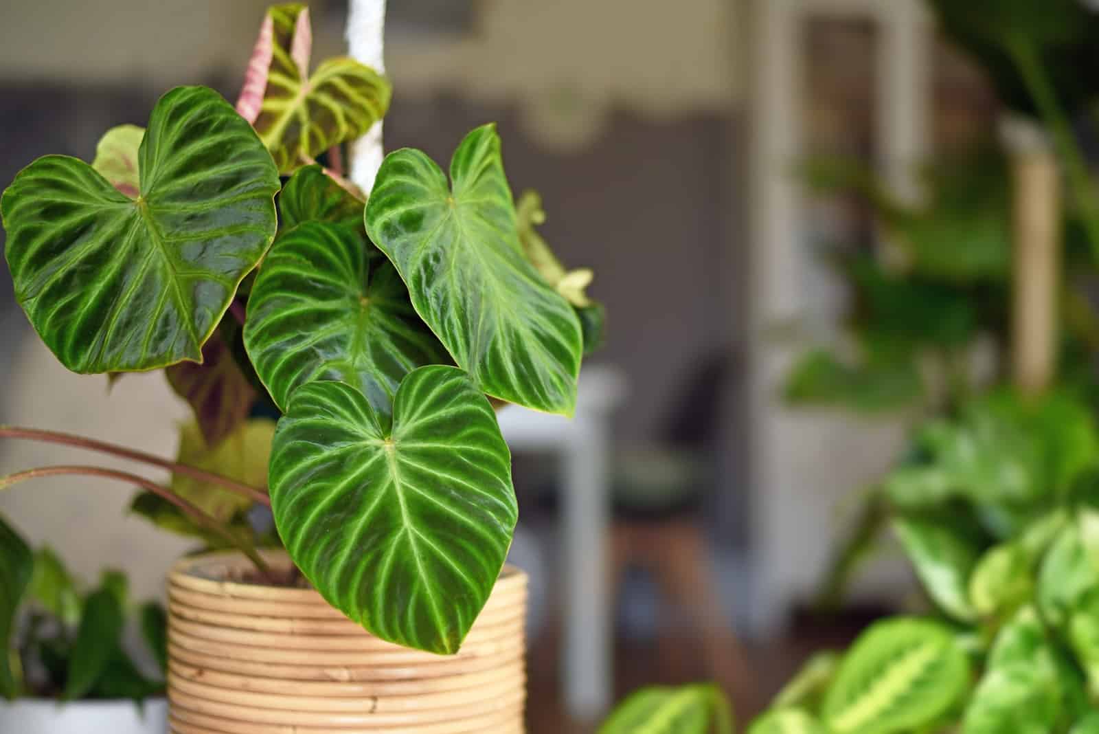 13 Philodendron Verrucosum Types That Will Blow Your Mind